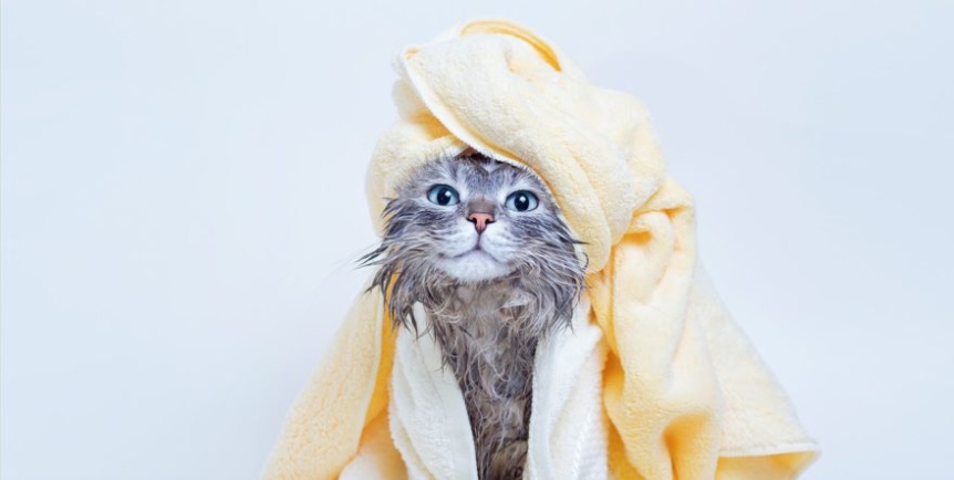 Feline Blowout: The Ultimate Guide On How To Safely Dry A Cat Without The Drama!