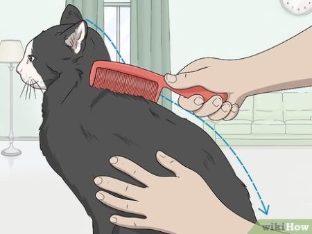 Niche Utama 2 How To Dry A Cat:  Steps (with Pictures) - WikiHow