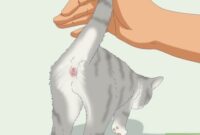 The Secret Art Of Expressing Your Cat’s Glands: A Step-by-Step Guide In English