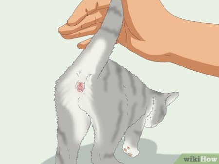 The Secret Art Of Expressing Your Cat’s Glands: A Step-by-Step Guide In English