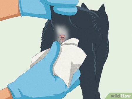 Unlocking The Secret: A Step-by-Step Guide To Expressing Your Cat’s Anal Glands Safely And Effectively