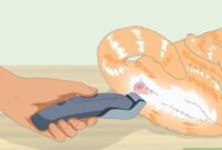 Unlocking The Mystery: A Step-by-Step Guide To Expressing Your Cat’s Anal Glands Like A Pro