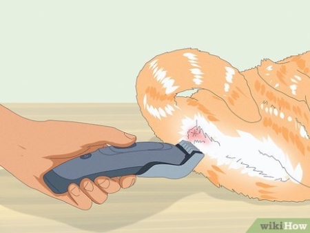 Unlocking The Mystery: A Step-by-Step Guide To Expressing Your Cat’s Anal Glands Like A Pro