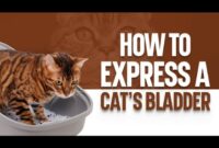 Unleash Your Cat’s Bladder: A Comprehensive Guide To Expressing Your Feline Friend In English