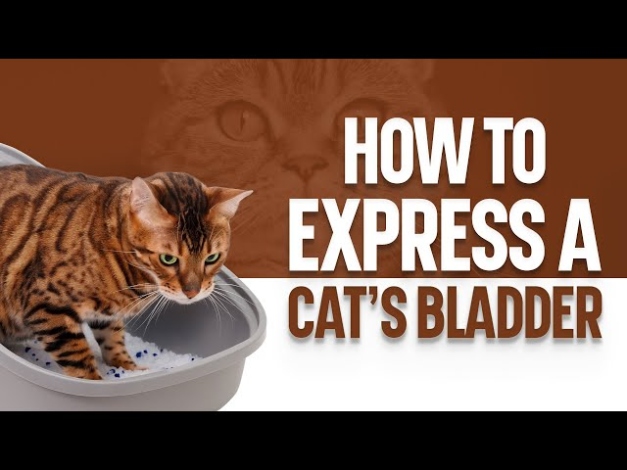 Unleash Your Cat’s Bladder: A Comprehensive Guide To Expressing Your Feline Friend In English