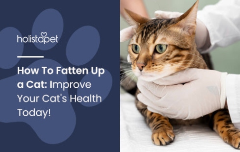 Indulge Your Feline Friend: Expert Tips On How To Plump Up Your Cat Safely And Deliciously