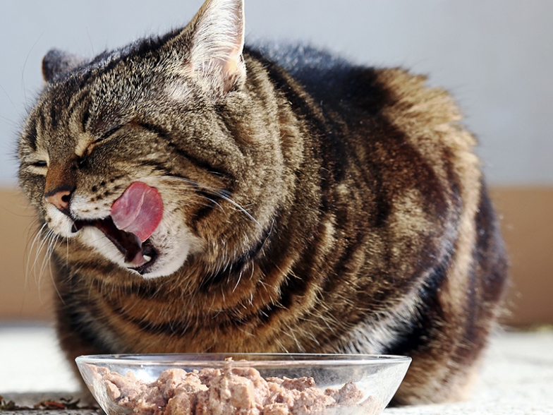 Niche Utama 2 How To Fatten Up A Cat - The Daily Cat