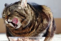 Purr-fectly Plump: A Guide To Safely Fattening Up Your Feline Friend