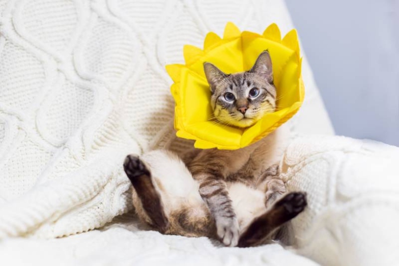 Cat Cone Feeding: A Step-by-Step Guide To Nourishing Your Feline Friend Safely And Comfortably