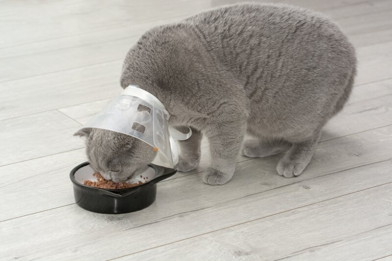 Niche Utama 2 How To Feed A Cat With A Cone ( Great Tips) - Catster