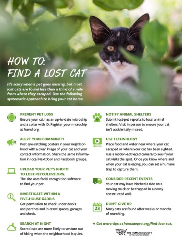 Unlocking The Mystery: A Step-by-Step Guide On How To Find Your Elusive Cat