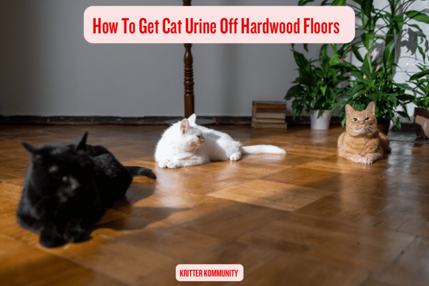 Niche Utama 2 How To Get Cat Urine Off Hardwood Floors (Removing Stain And Smell