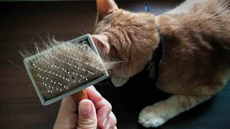 Niche Utama 2 How To Get Rid Of Cat Dander:  Vet Approved Tips - Catster