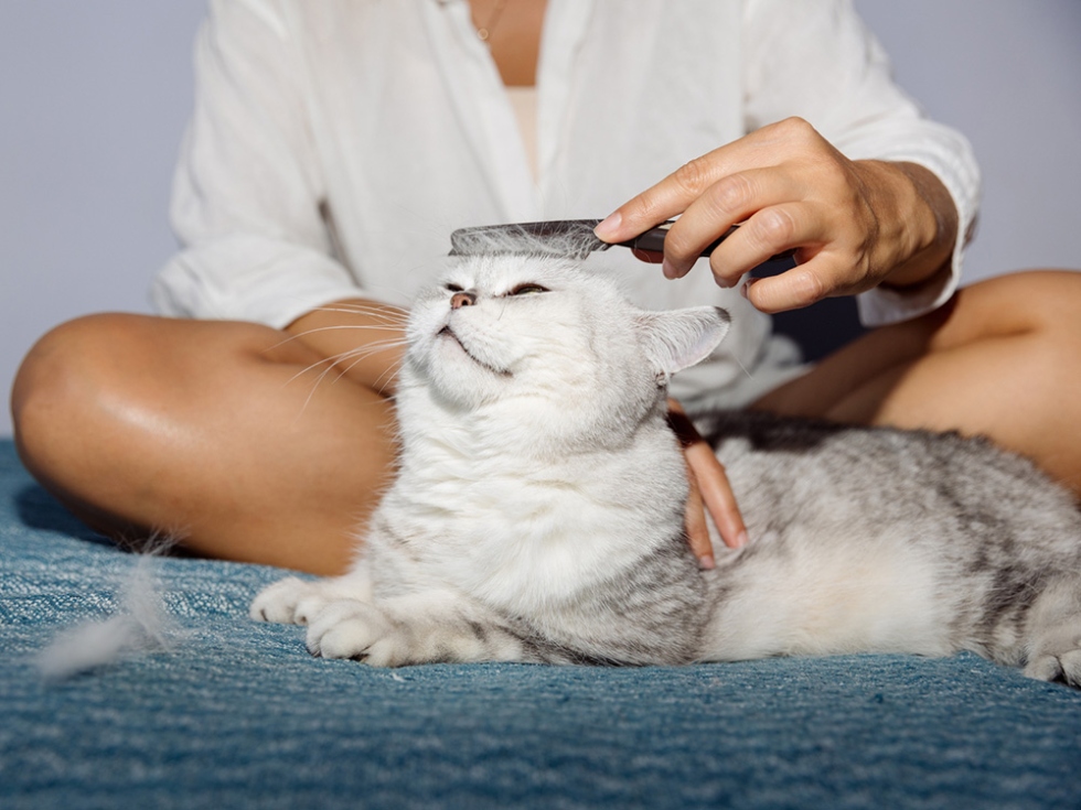 Cat Flea Fiasco: The Ultimate Guide To Banishing Fleas From Your Feline Friend For Good