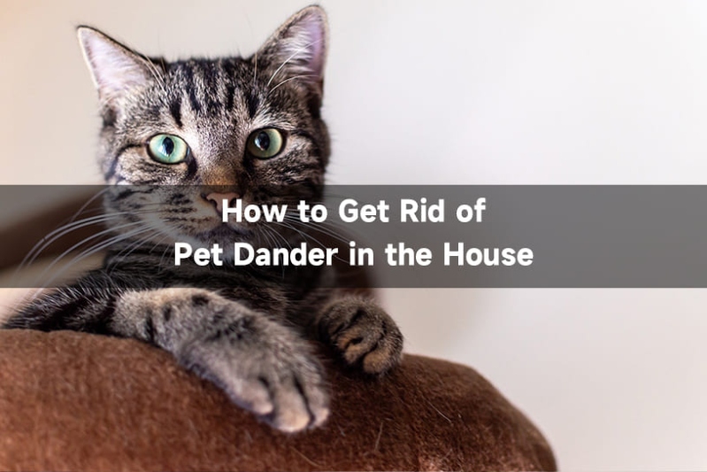 Niche Utama 2 How To Get Rid Of Pet Dander In The House?