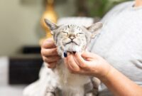 Feline Medication Mastery: The Ultimate Guide To Successfully Administering Pills To Your Cat