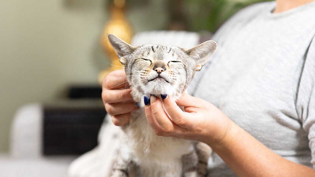 Feline Medication Mastery: The Ultimate Guide To Successfully Administering Pills To Your Cat