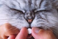 Purr-fectly Painless: The Ultimate Guide To Safely And Easily Feeding Your Feline Friend A Pill