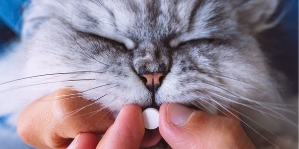 Purr-fectly Painless: The Ultimate Guide To Safely And Easily Feeding Your Feline Friend A Pill