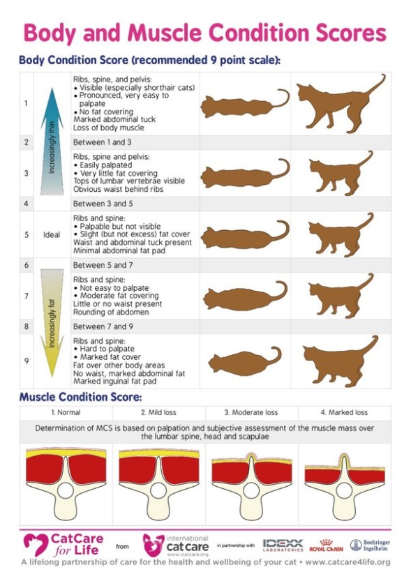 Niche Utama 2 How To Make My Skinny Adult Cat Gain Weight - Quora