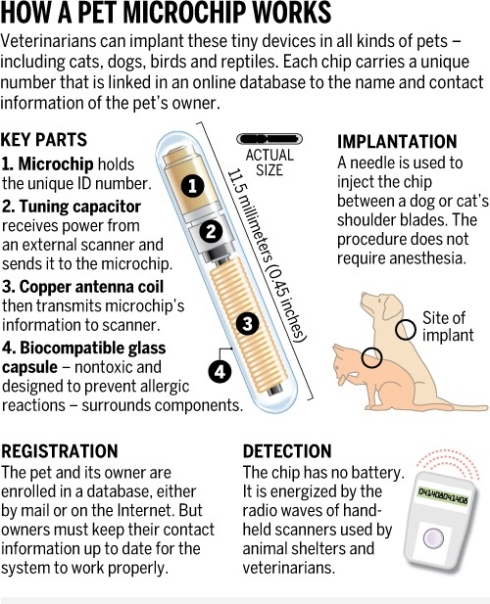 Uncover The Secret To Finding Your Microchipped Feline Friend: A Step-by-Step Guide