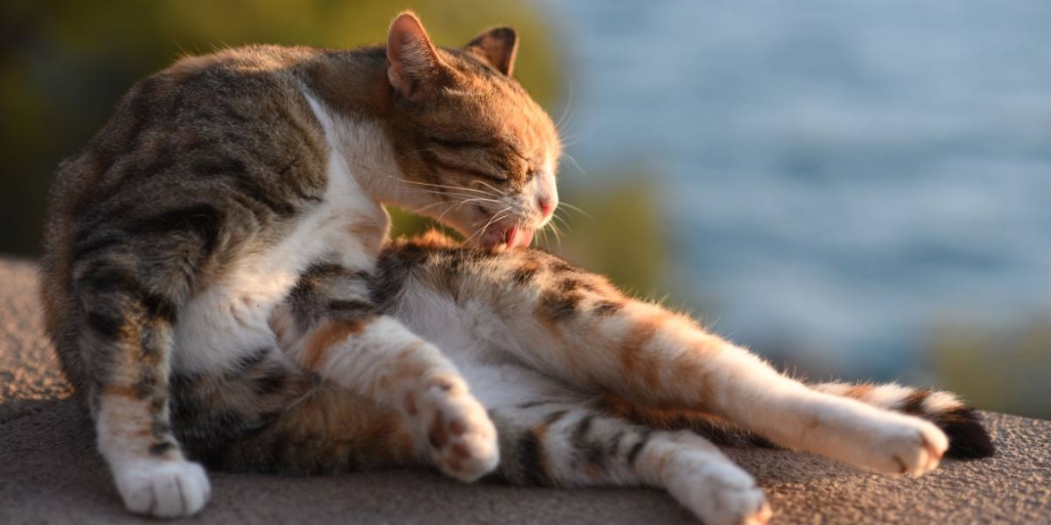 Whisker Whispering: Unleashing The Secret To Encouraging Your Cat To Groom Itself Naturally