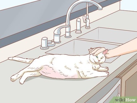 Niche Utama 2  Simple Ways To Express A Cat's Bladder - WikiHow