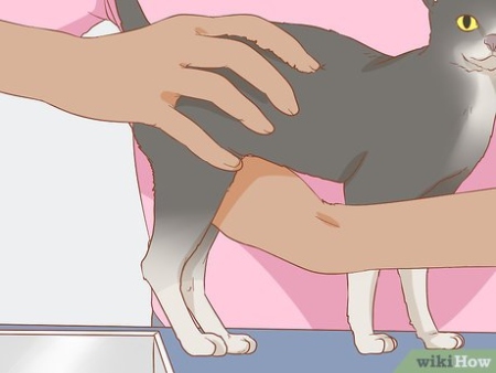 Niche Utama 2  Simple Ways To Express A Cat's Bladder - WikiHow