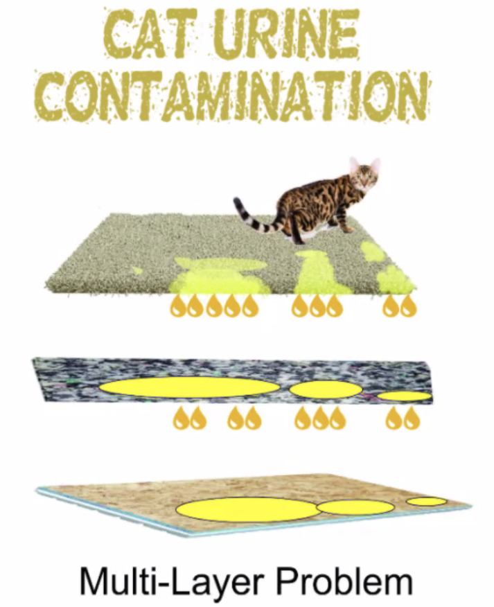 Unleashing The Ultimate Guide: Say Goodbye To Cat Pee Odor With These Carpet Cleaning Tips