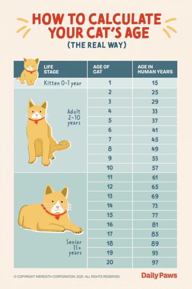 Niche Utama 2 The Real Way To Calculate Your Cat's Age In Human Years