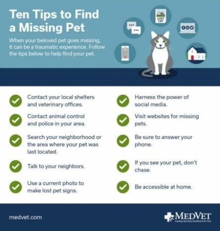 Niche Utama 2  Tips To Find A Missing Pet And Bring Them Home Safe - MedVet