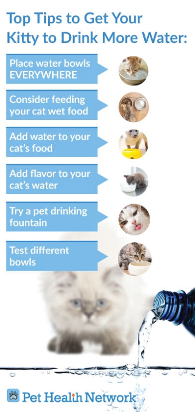 Niche Utama 2 Top Tips To Get Your Kitty To Drink More Water