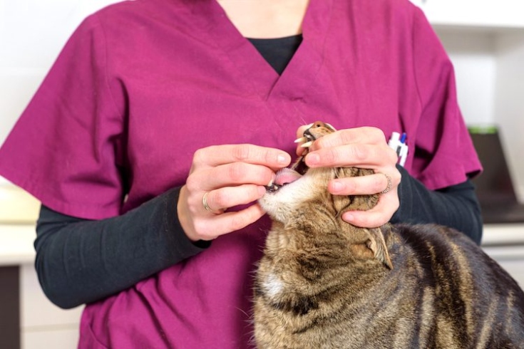 Niche Utama 2 Veterinary Learning Series: Giving Oral Medication To A Cat