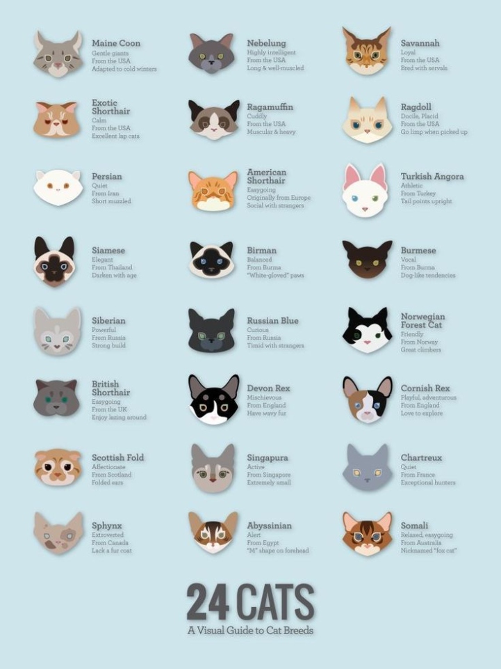 Uncover The Mystery: A Foolproof Guide To Identifying Your Cat’s Breed