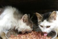 Unleashing Compassion: A Guide To Nourishing Stray Cats In Your Community