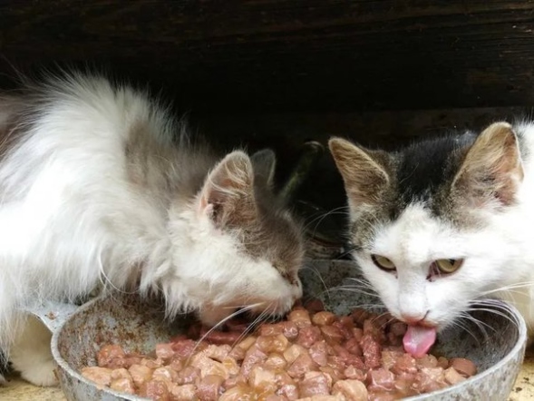 Unleashing Compassion: A Guide To Nourishing Stray Cats In Your Community