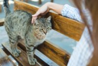 The Ultimate Guide To Tracking Down A Mysterious Feline: Tips For Finding A Stray Cat