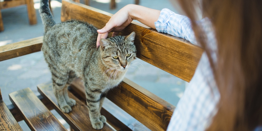 The Ultimate Guide To Tracking Down A Mysterious Feline: Tips For Finding A Stray Cat