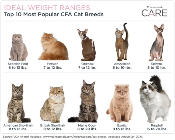 Unveiling The Feline Mystery: A Guide To Determining Your Cat’s Breed